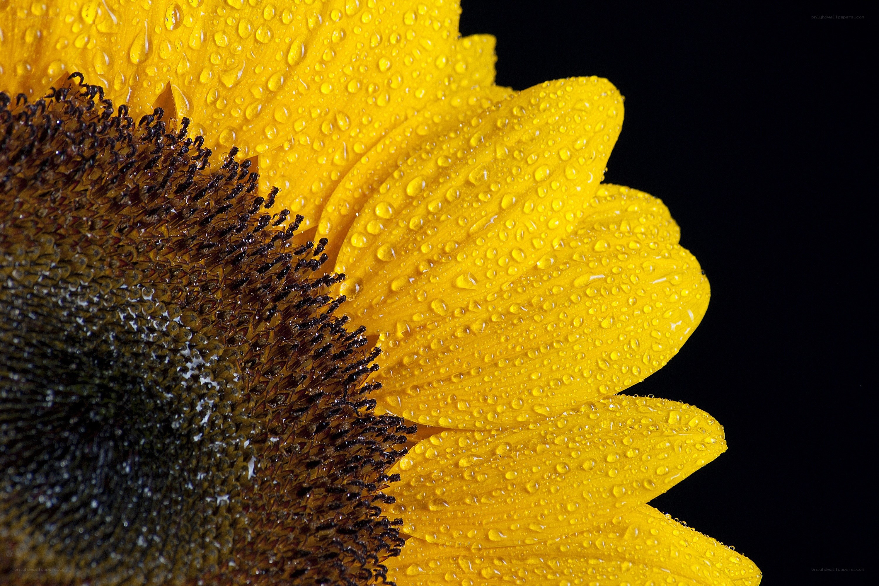 Sunflower with water droplets