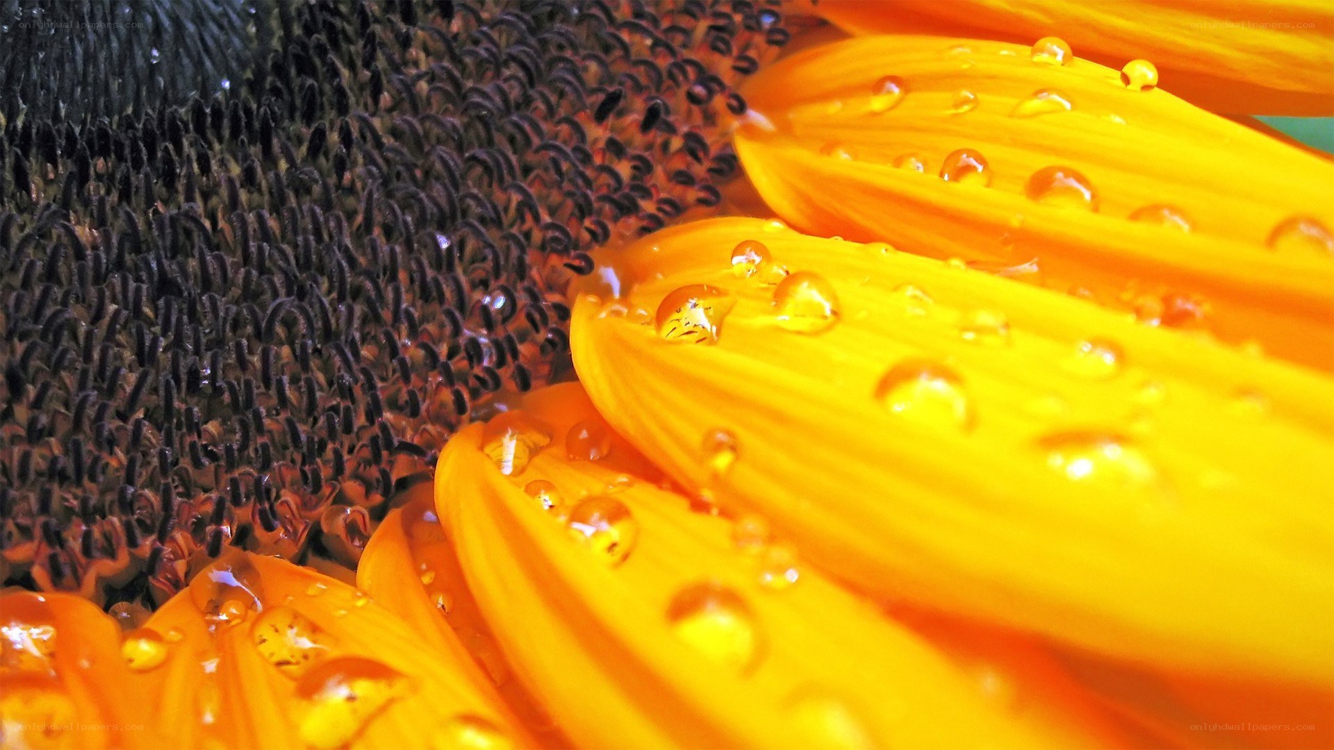 Sunflower with water droplets