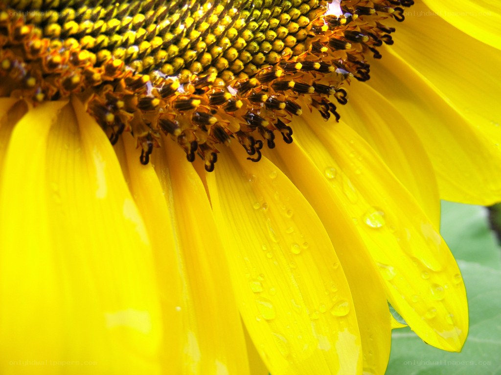 Sunflower with water droplets