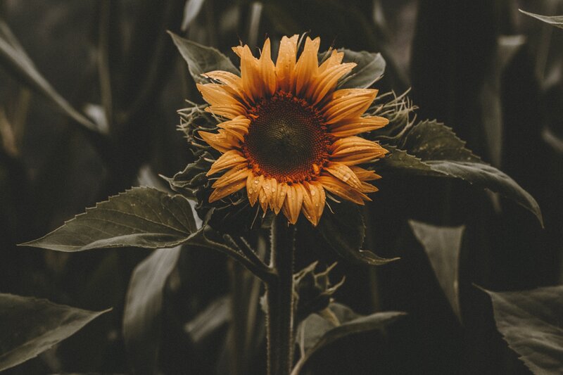 Sunflower with Water Droplets — Orange