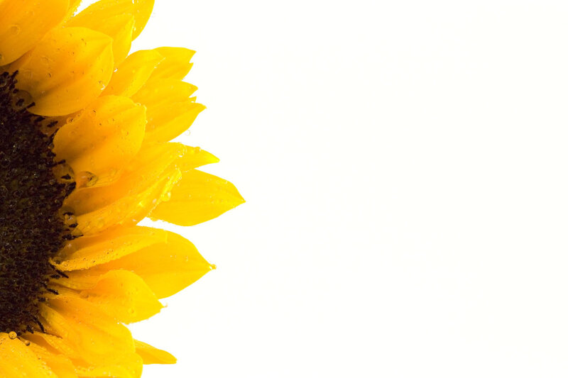 Sunflower with Water Droplets — Yellow, Calm, Photograph