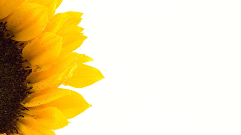 Sunflower with Water Droplets — Yellow, Calm