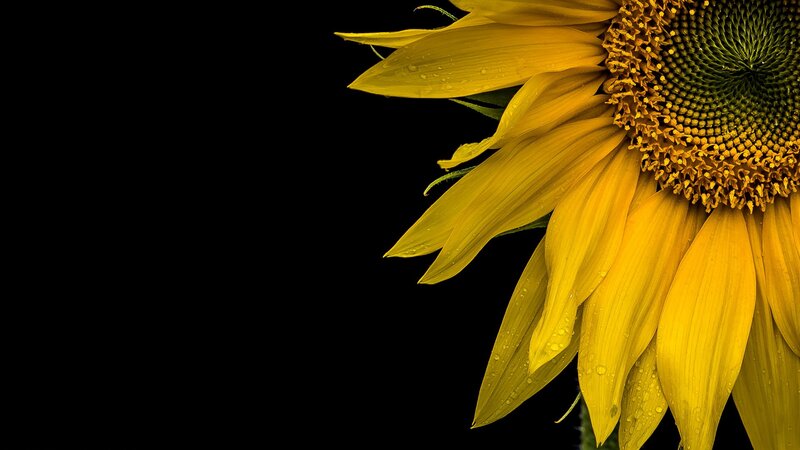 Sunflower with Water Droplets — Yellow, Dramatic, Photograph