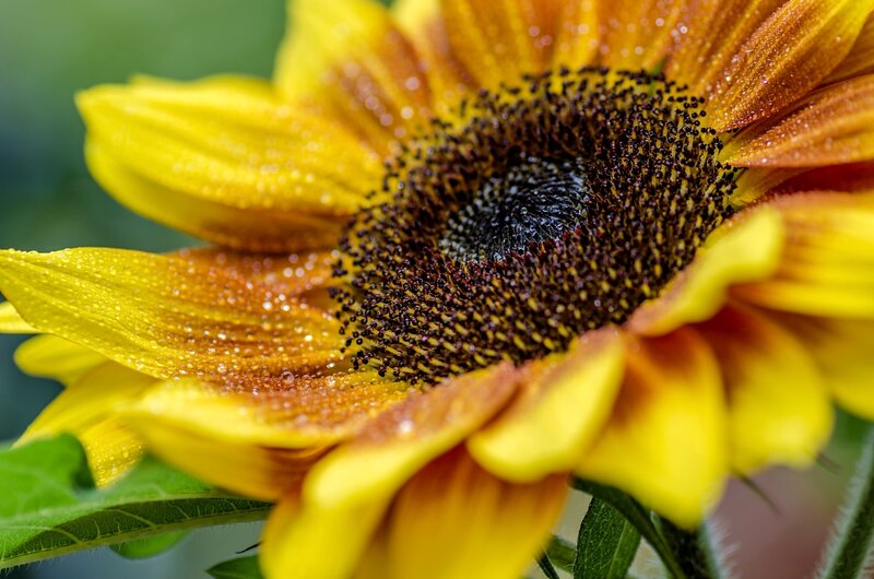 Sunflower with Water Droplets — Yellow, Natural