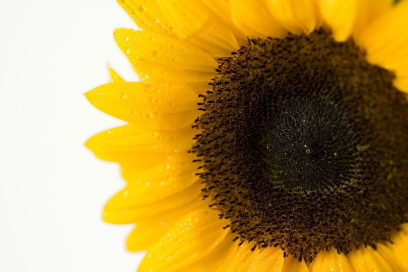 Sunflower with Water Droplets — Yellow
