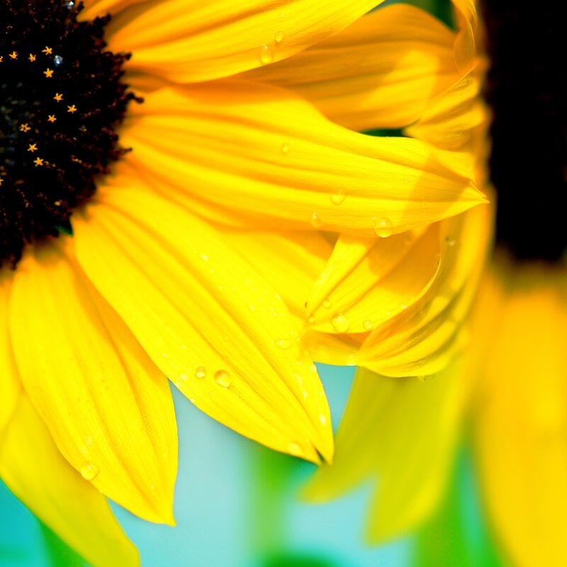 Sunflower with Water Droplets — Yellow, Vibrant, Afternoon