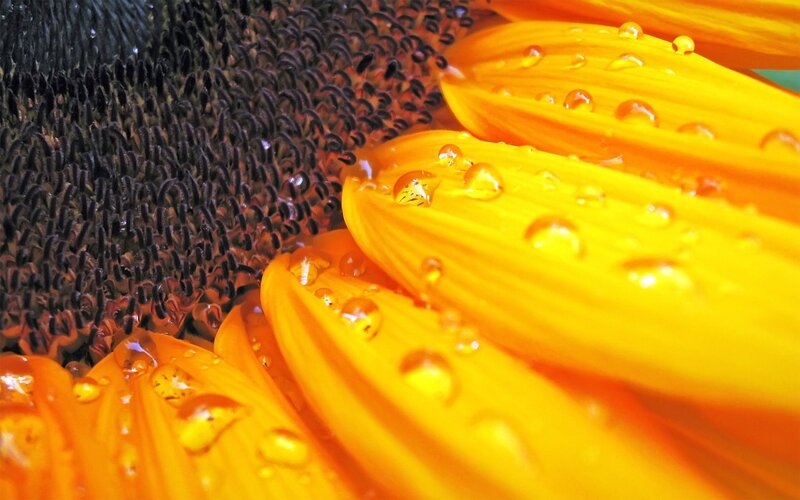 Sunflower with Water Droplets — Yellow, Vibrant, Photograph, Water Droplets