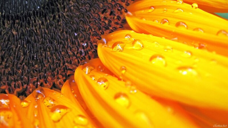Sunflower with Water Droplets — Yellow, Vibrant