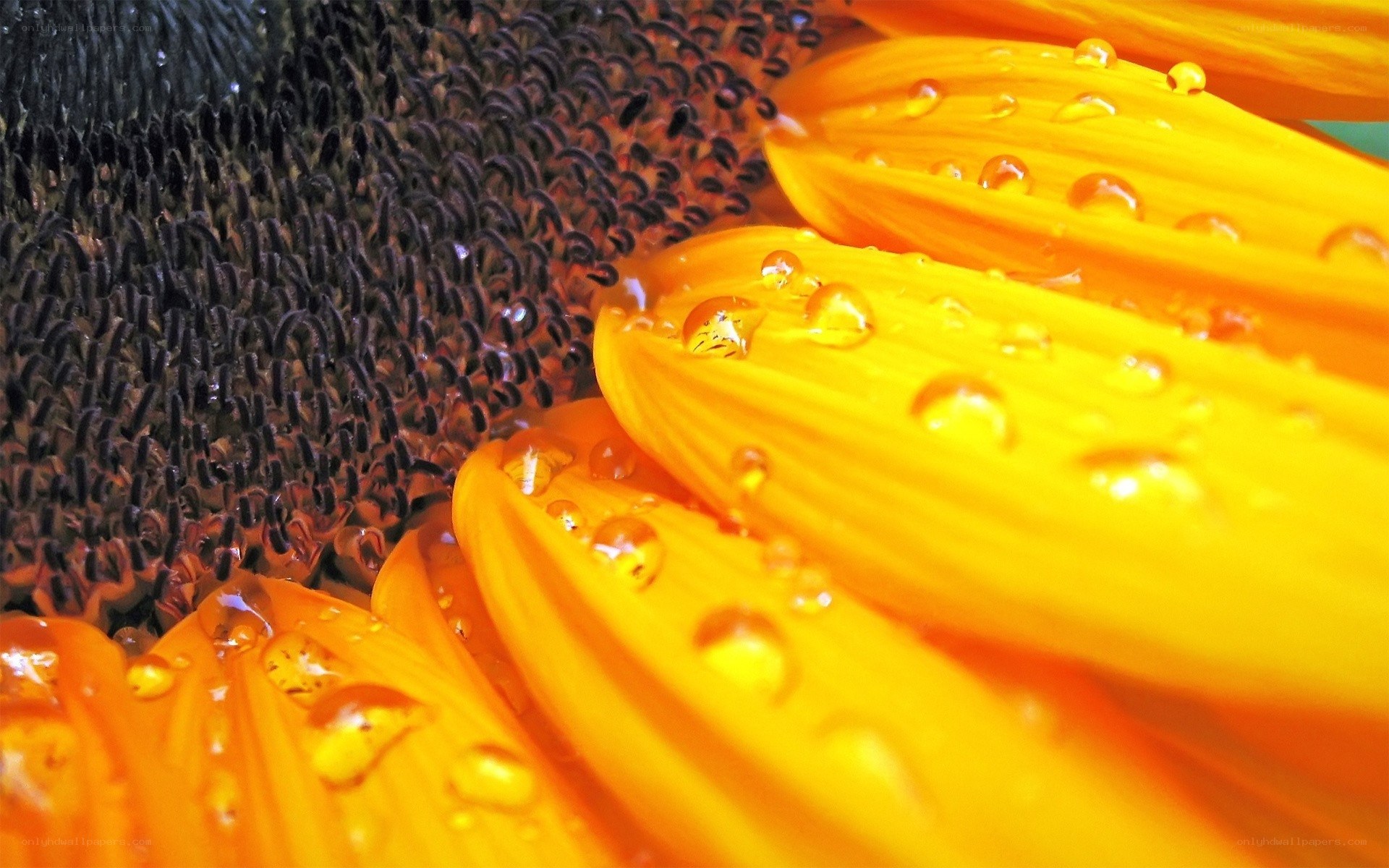 Sunflower with water droplets