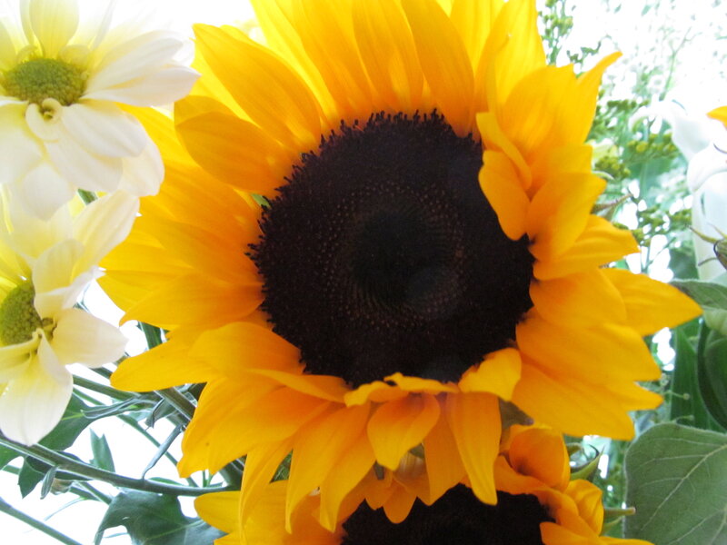Sunflower with White Flowers
