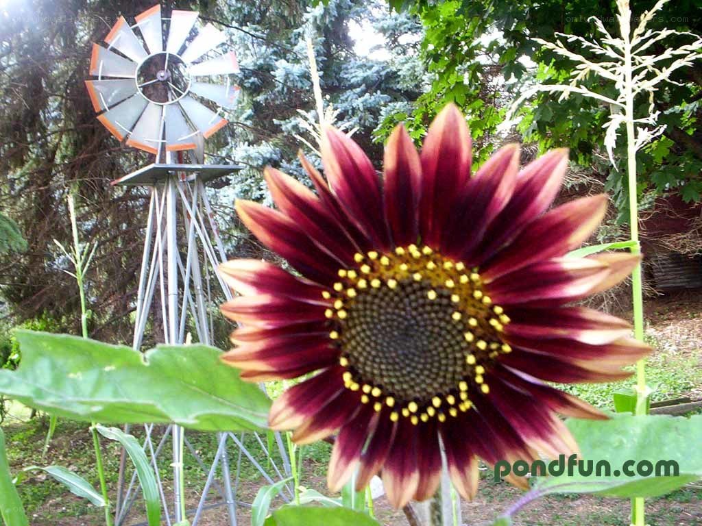 Sunflower with windmill in garden