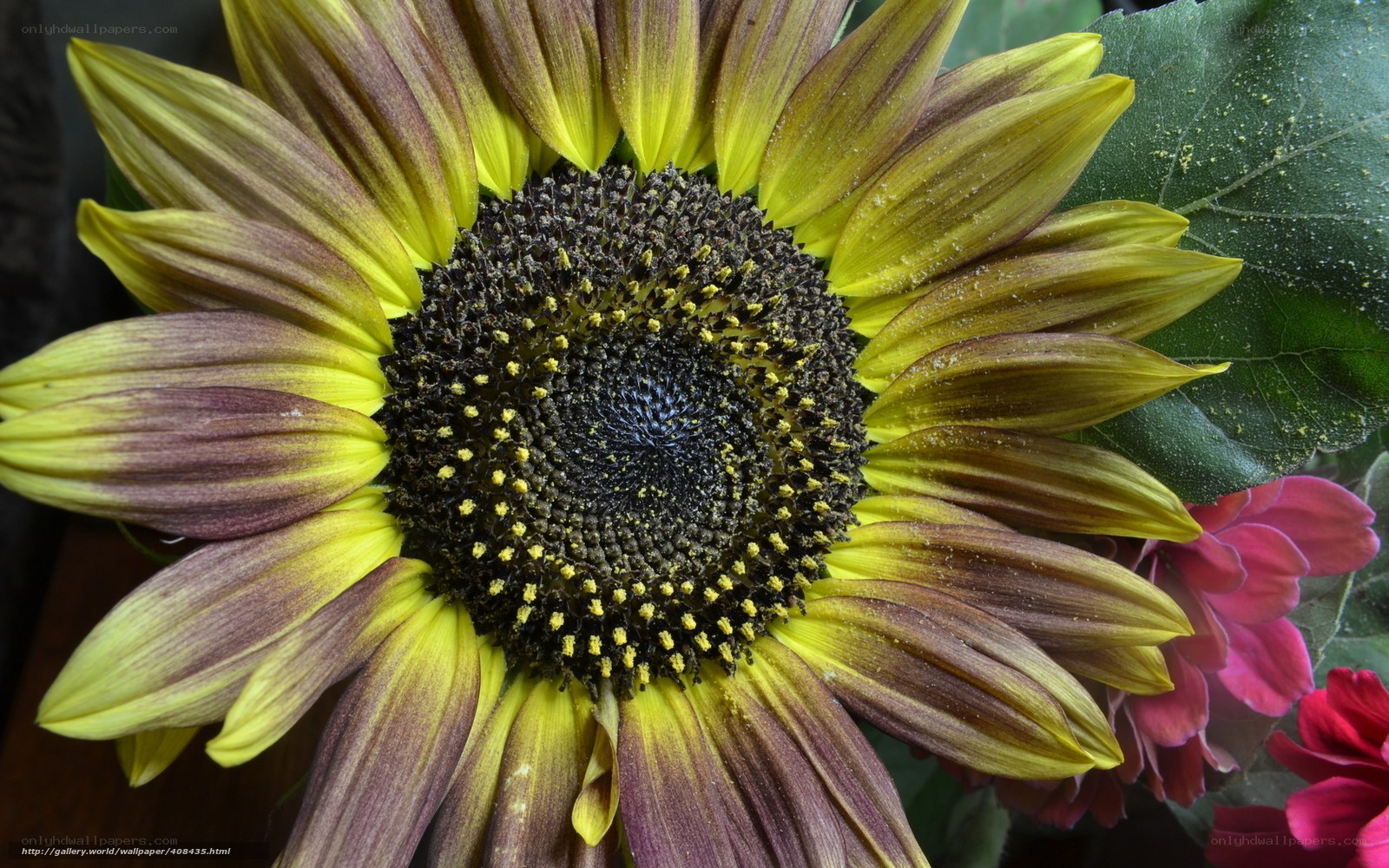 Sunflower with yellow and purple petals