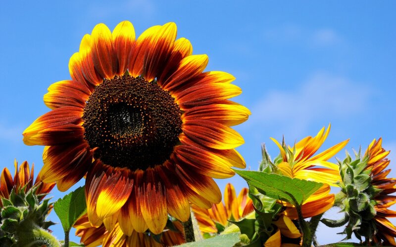 Sunflower with Yellow and Red Petals — Bright