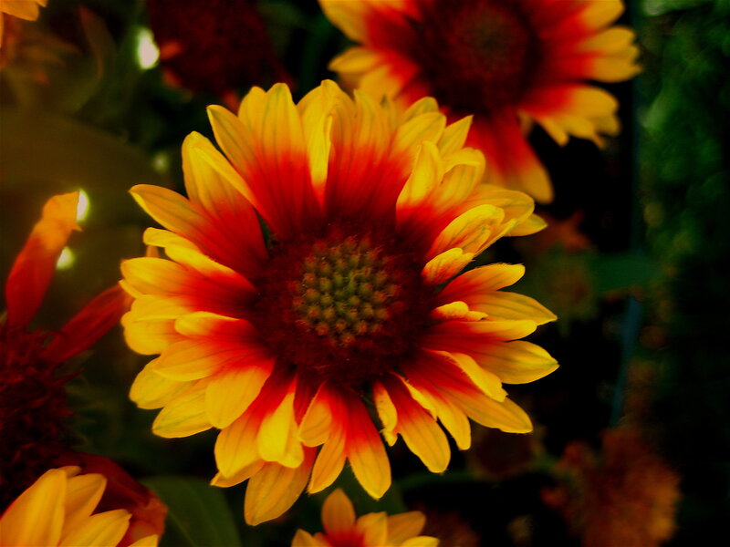 Sunflower with yellow and red petals
