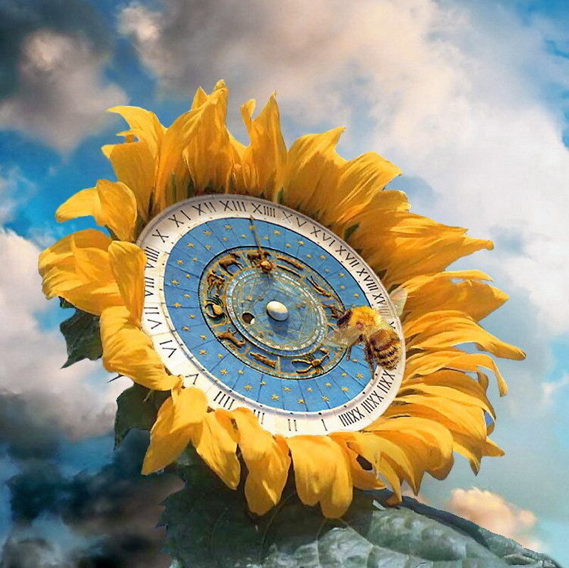 sunflower with zodiac clock