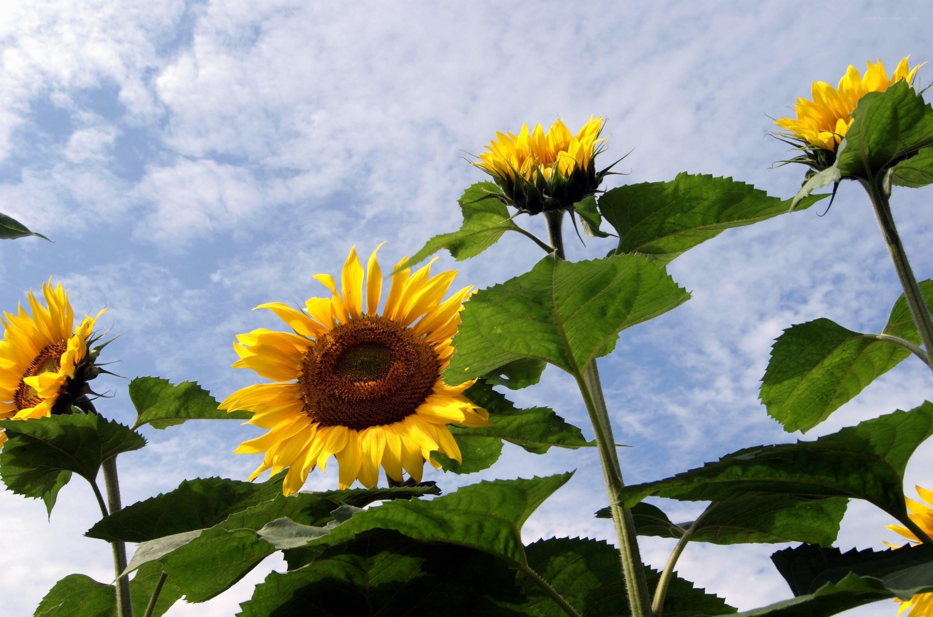 Sunflowers against a blue sky