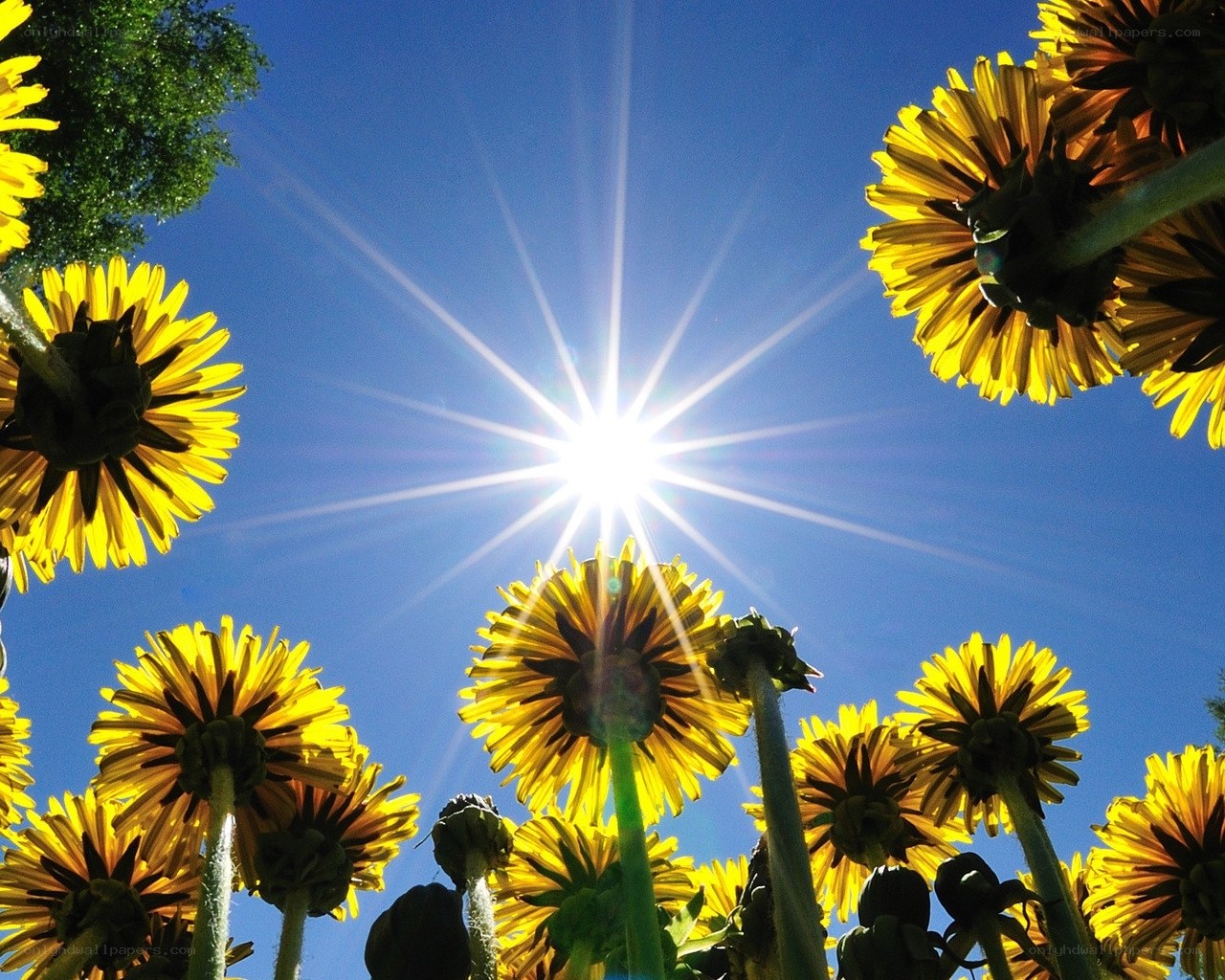 Sunflowers against a bright sun