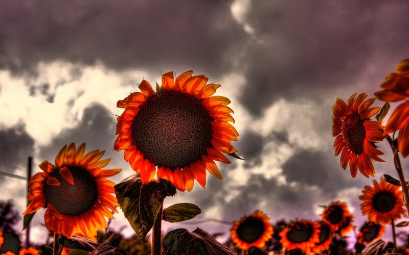 Sunflowers against a stormy sky