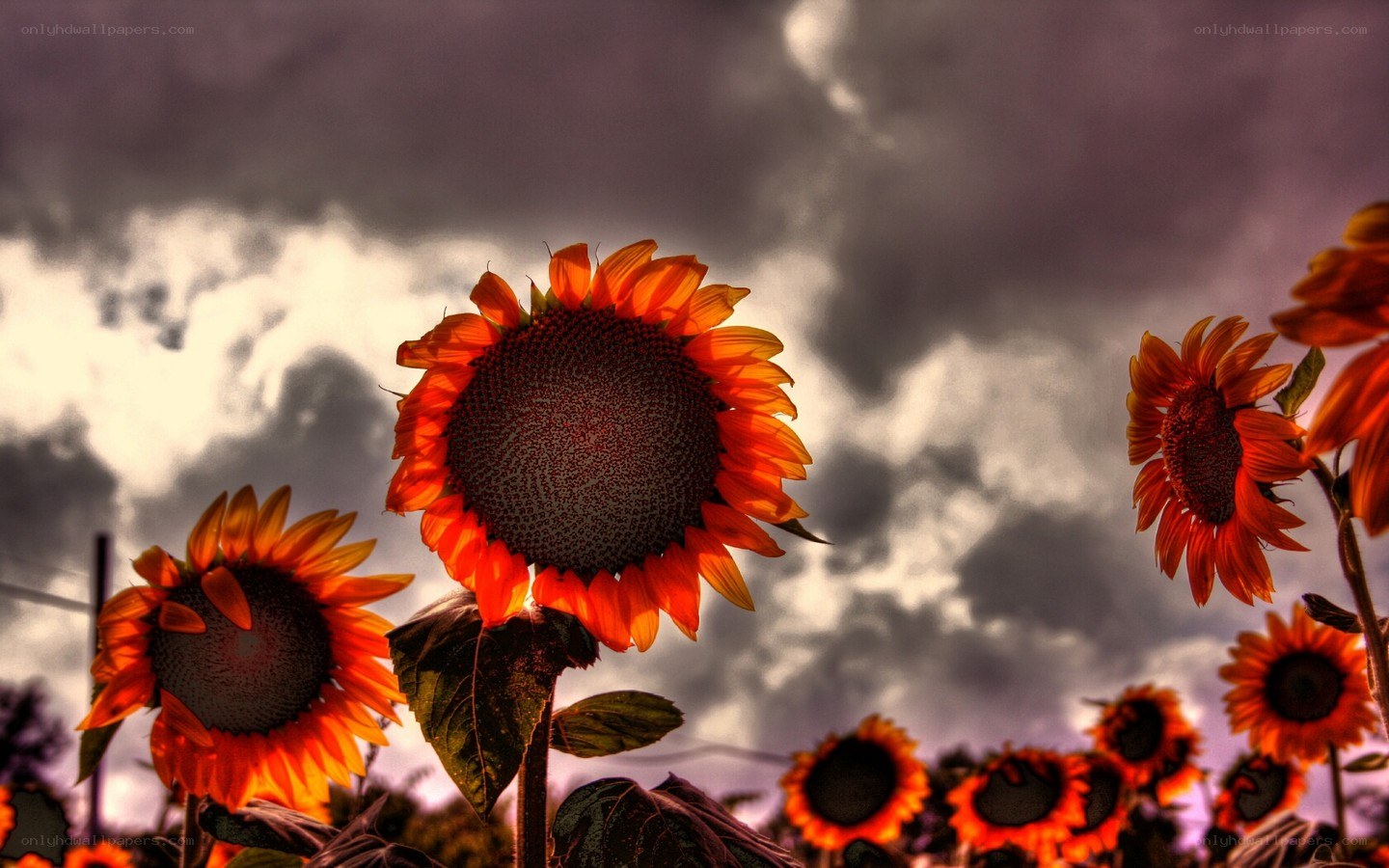 Sunflowers against a stormy sky