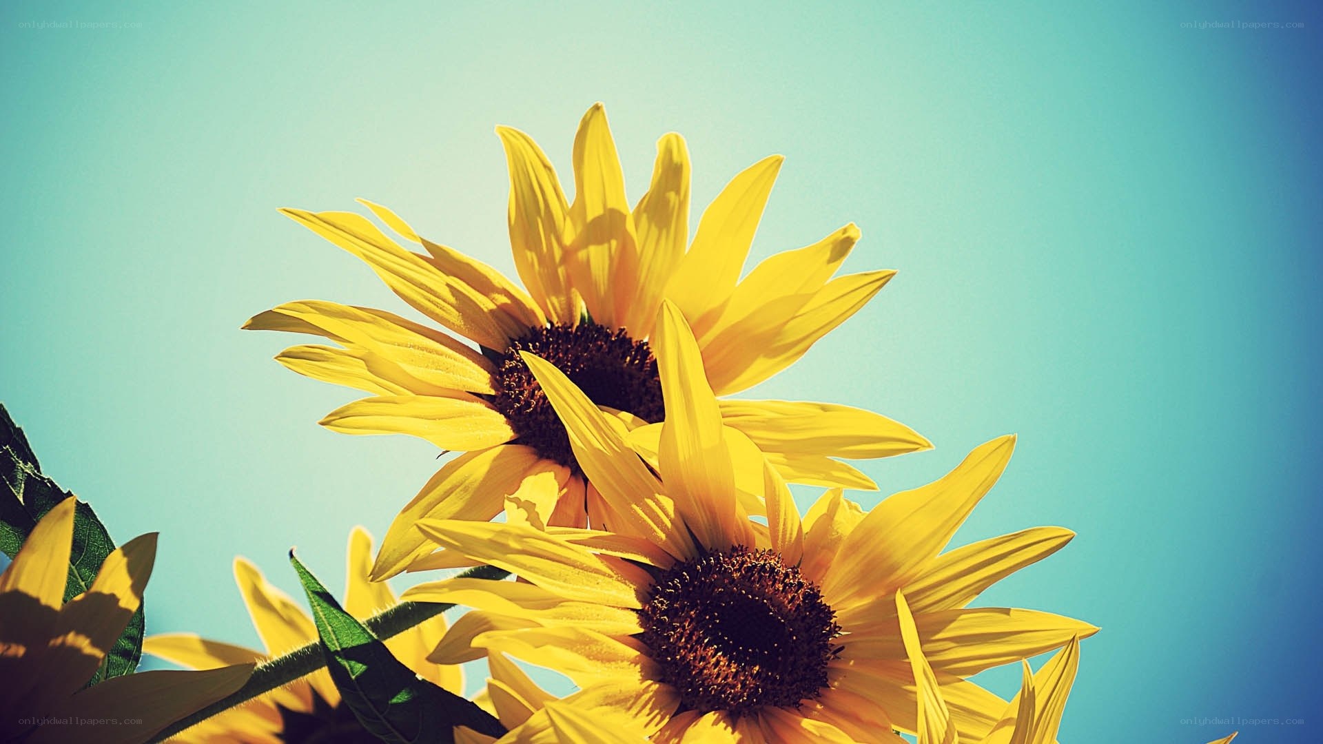 Sunflowers against blue sky