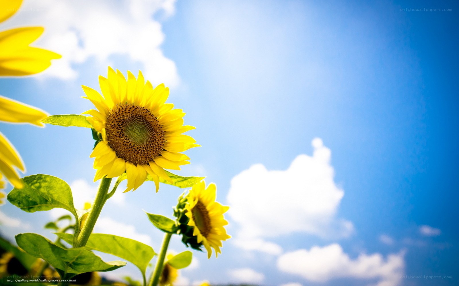 Sunflowers against blue sky