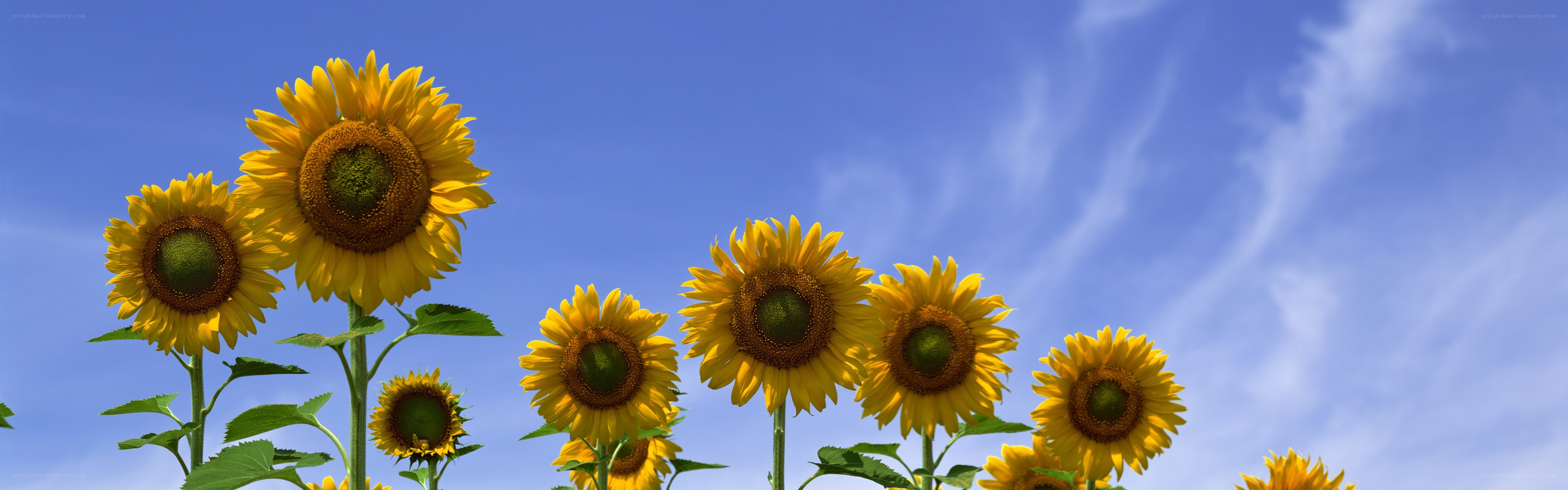 Sunflowers against blue sky
