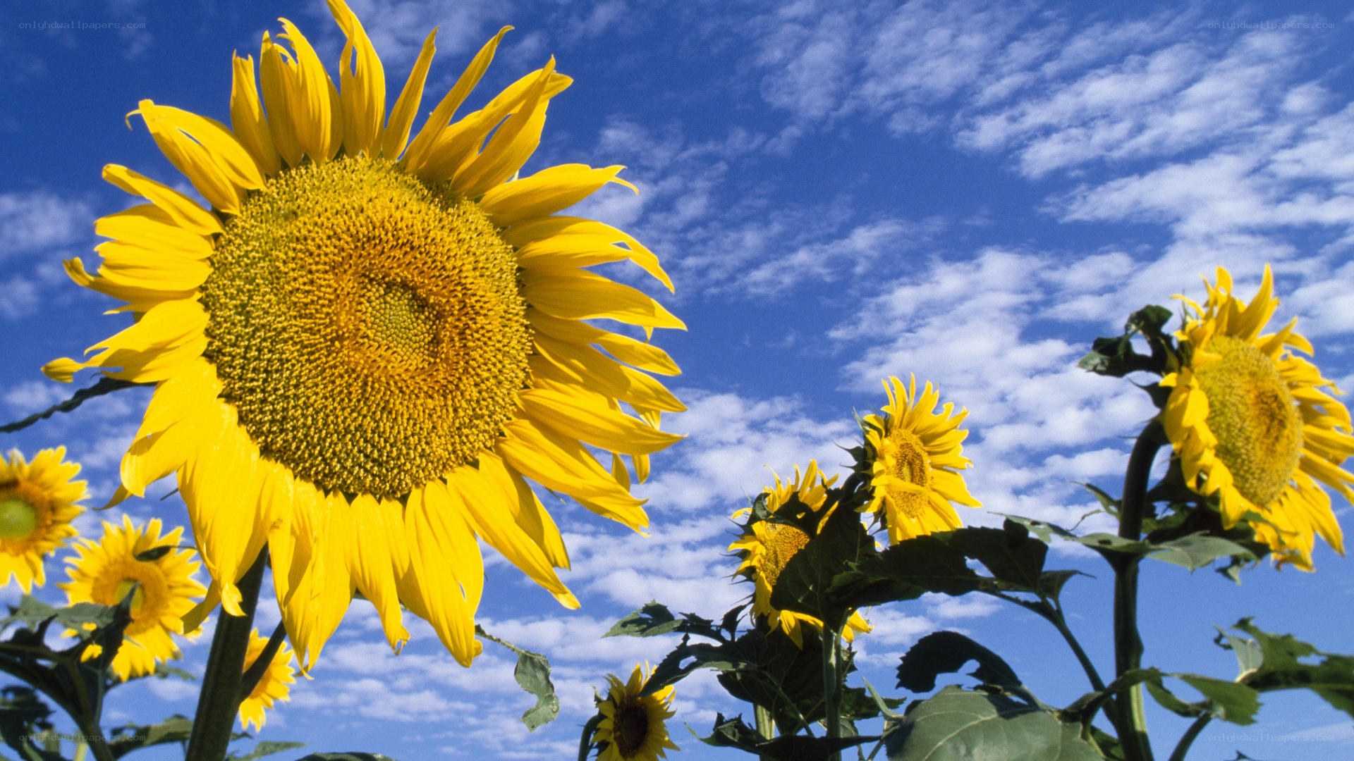 Sunflowers against blue sky