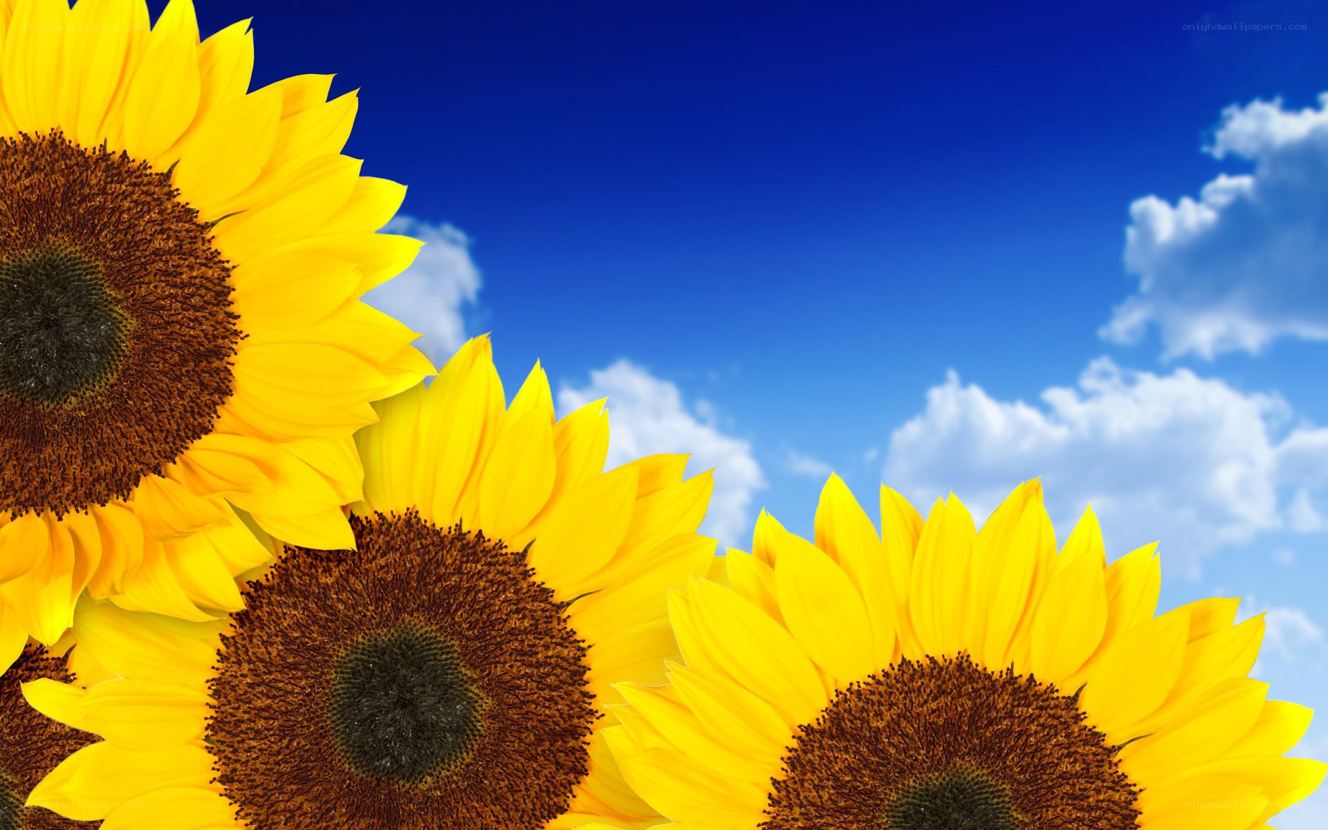 Sunflowers against blue sky