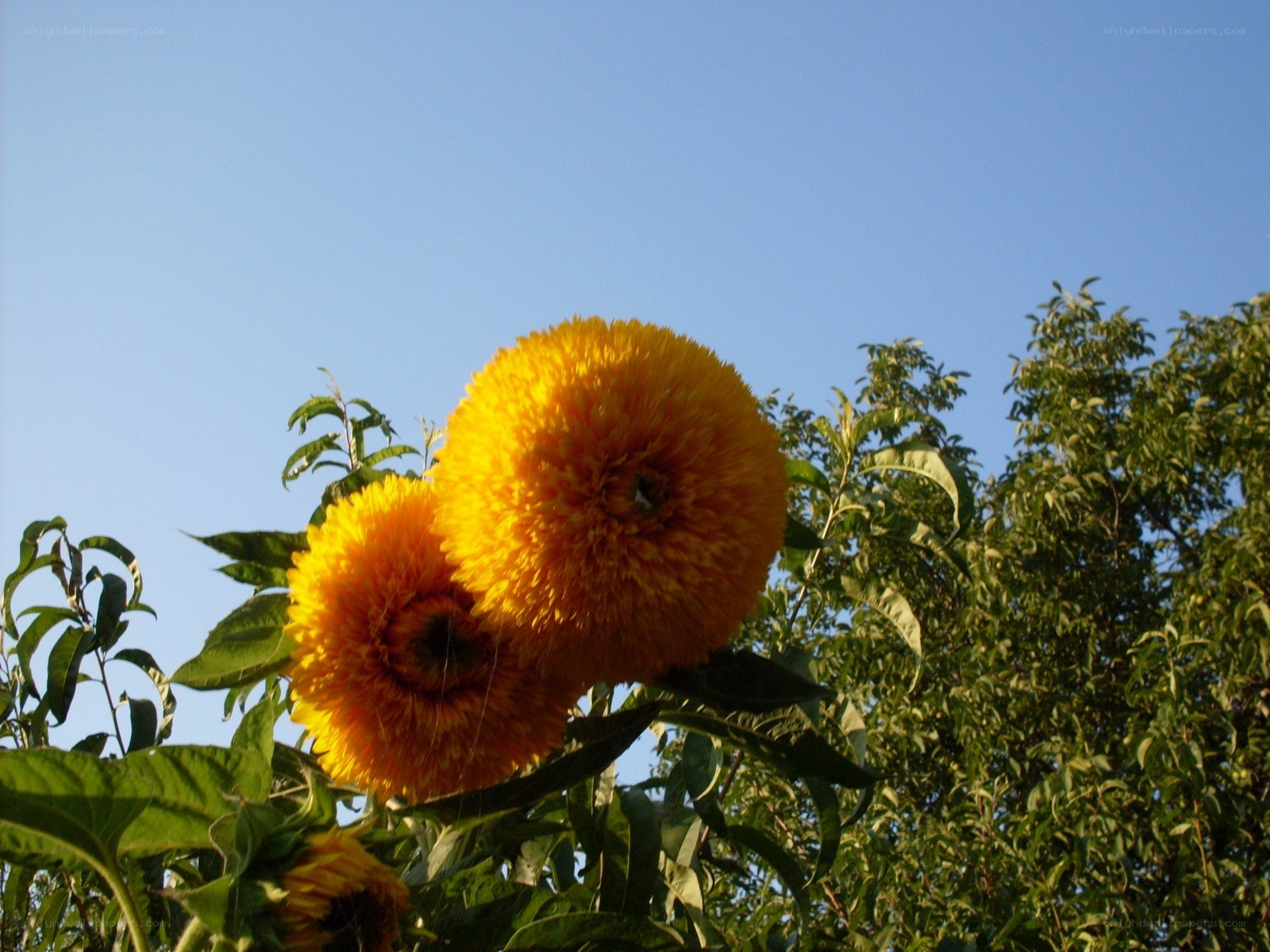 Sunflowers against blue sky