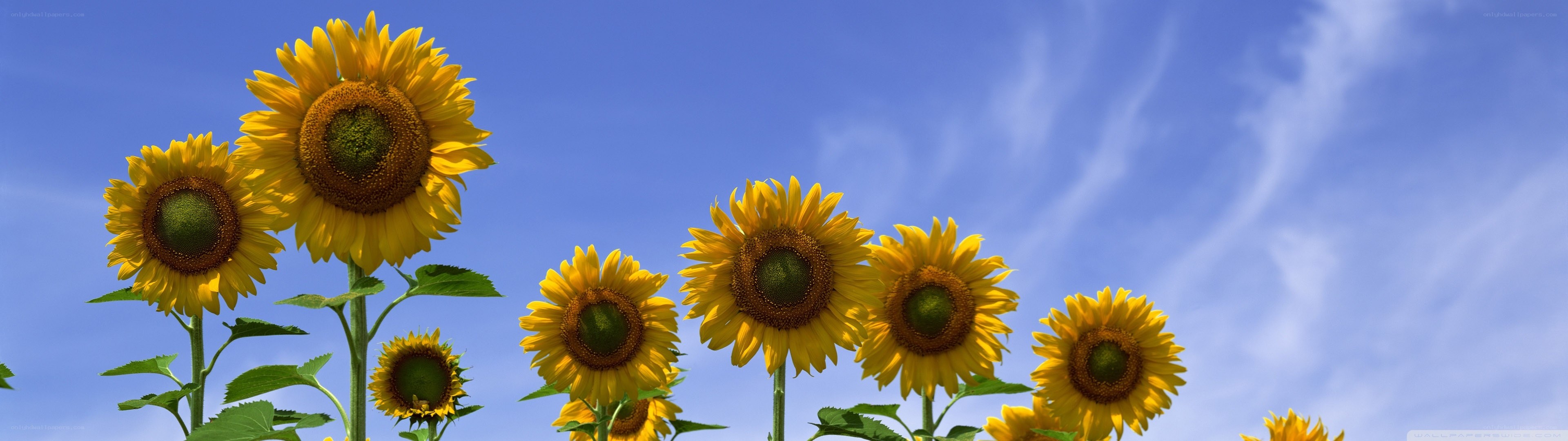 Sunflowers against blue sky