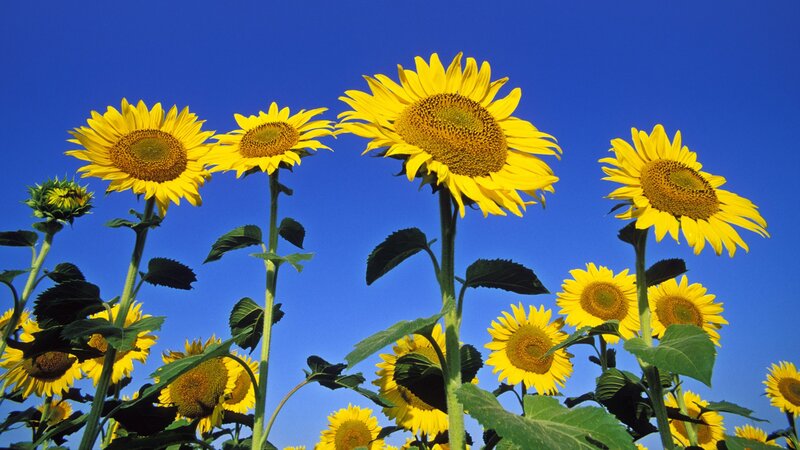 Sunflowers against blue sky