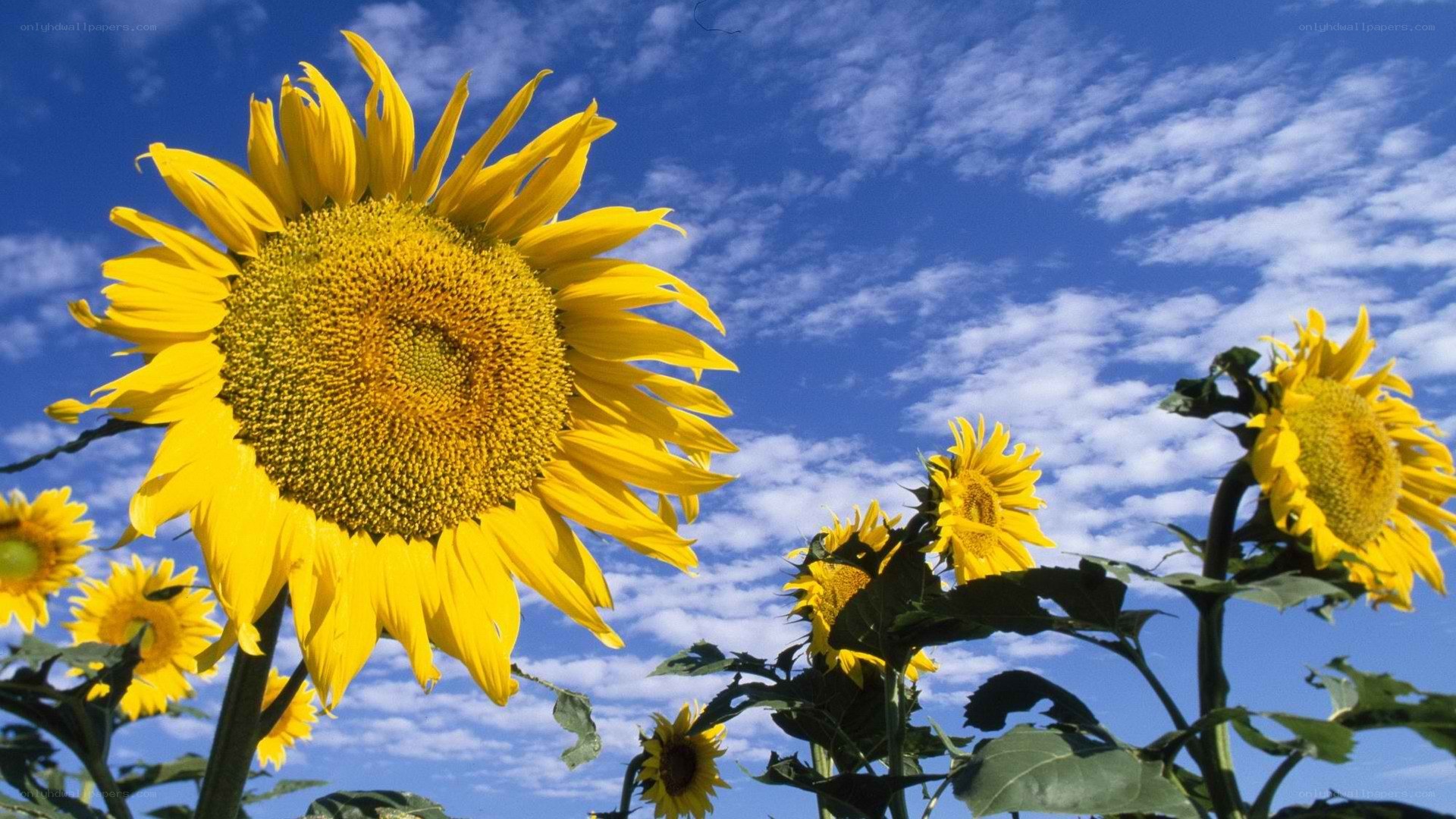 Sunflowers against blue sky