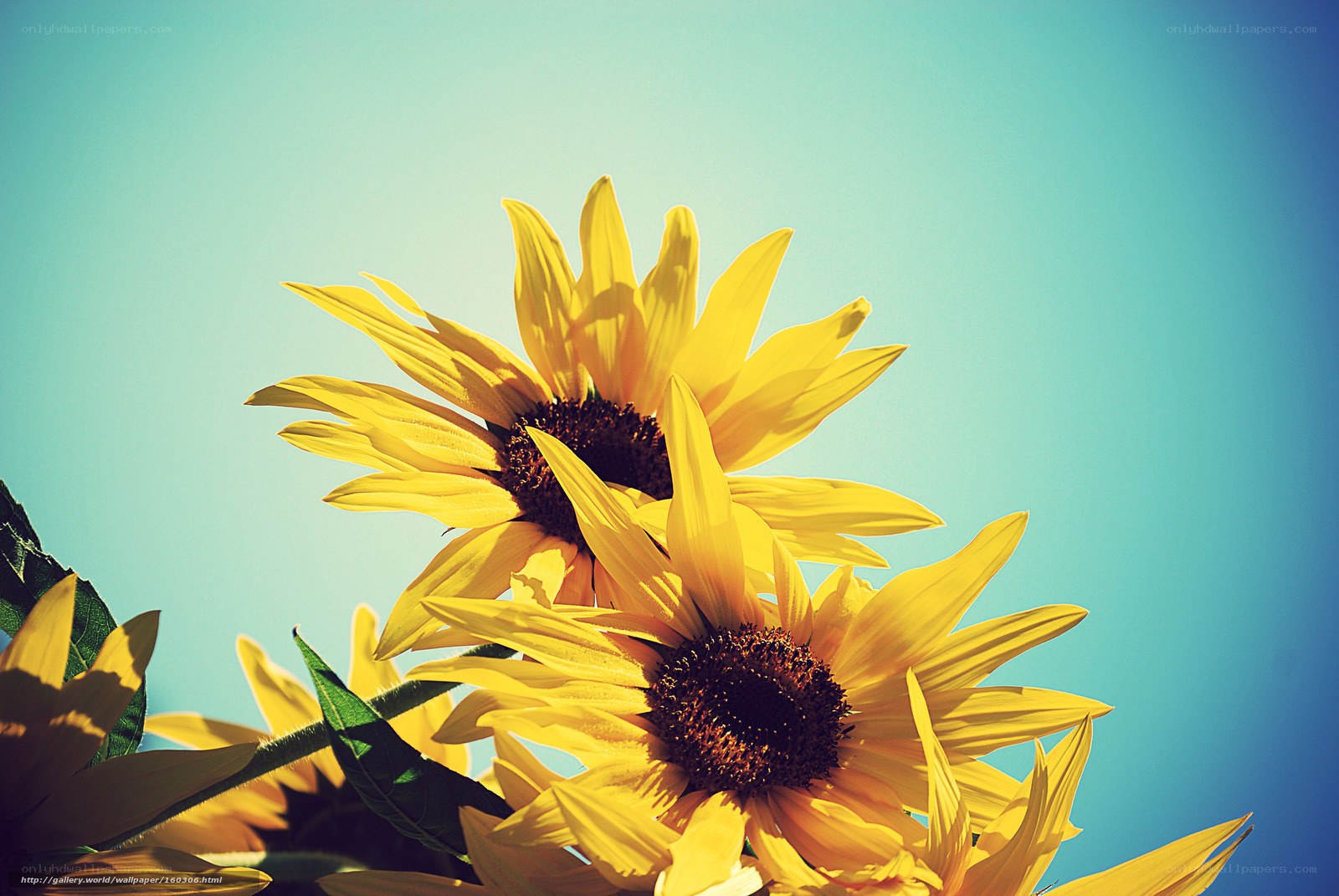 Sunflowers against blue sky