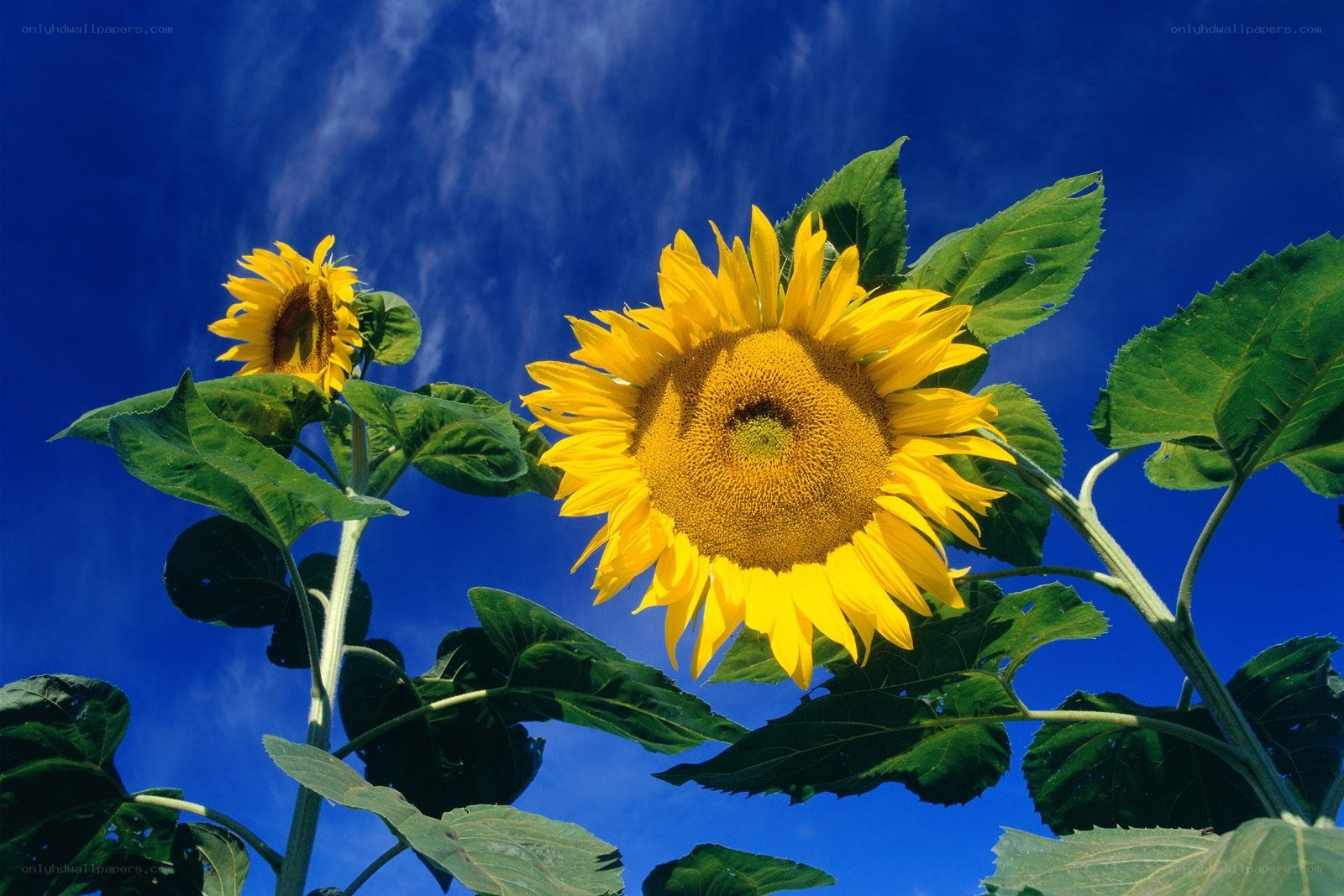 Sunflowers against blue sky