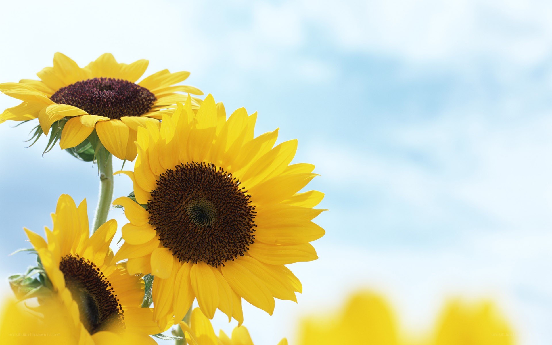 Sunflowers against blue sky