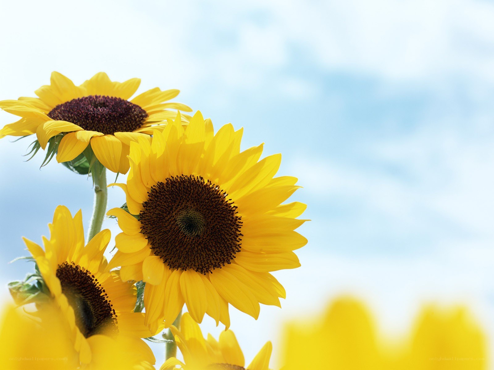 Sunflowers against blue sky
