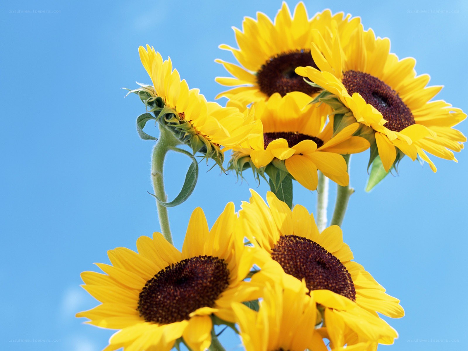 Sunflowers against blue sky