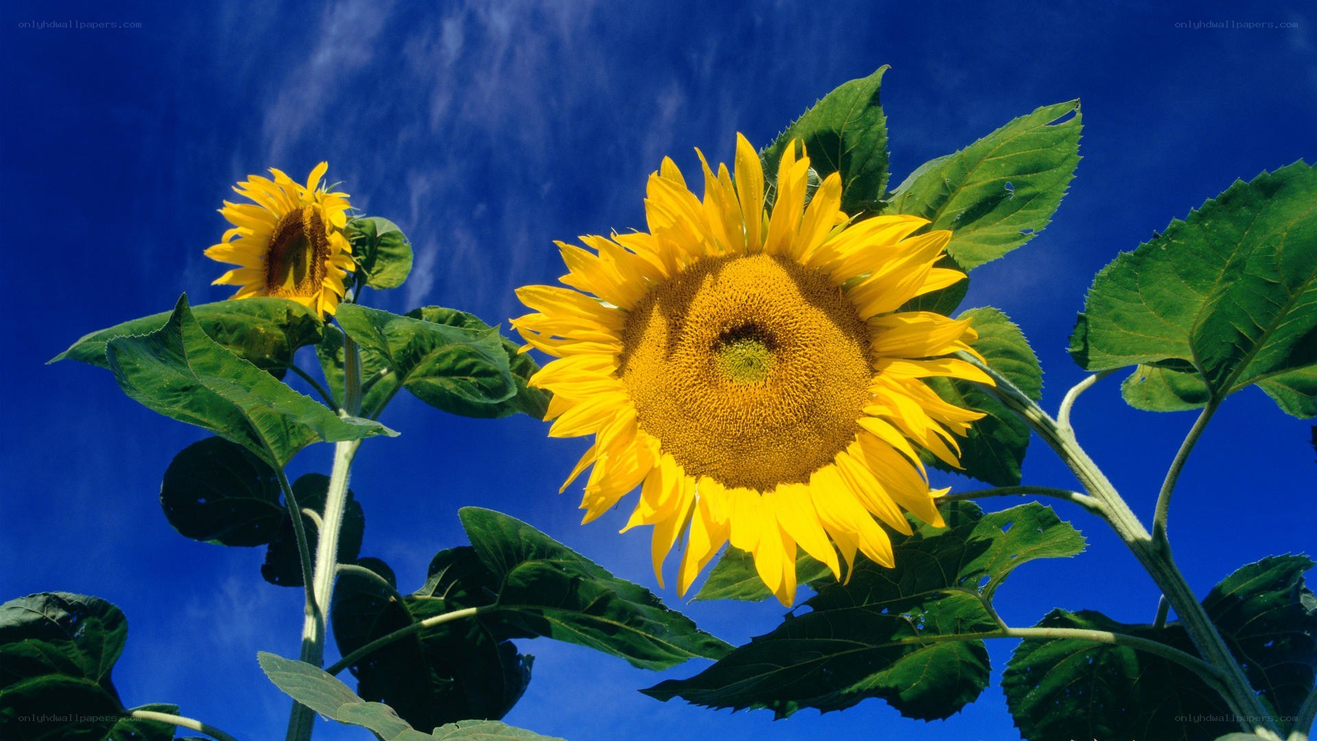 Sunflowers against blue sky