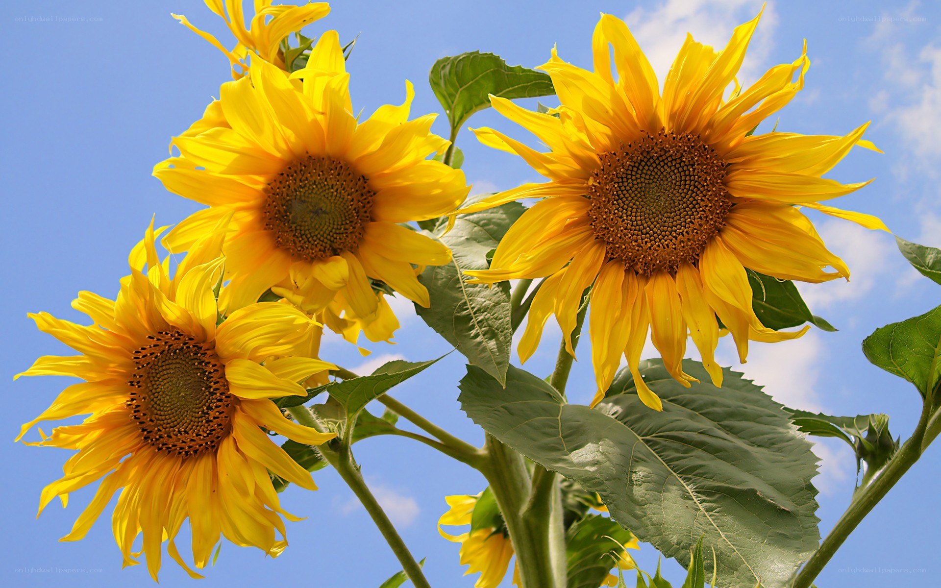 Sunflowers against blue sky