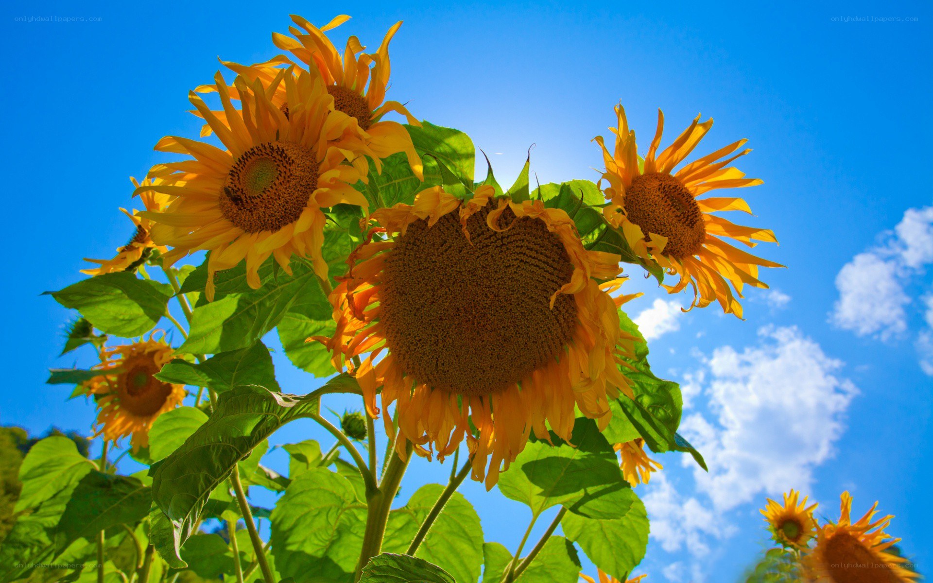 Sunflowers against blue sky