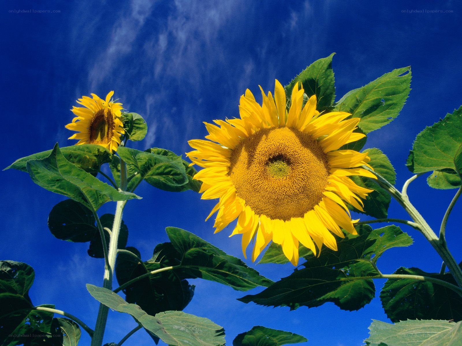 Sunflowers against blue sky