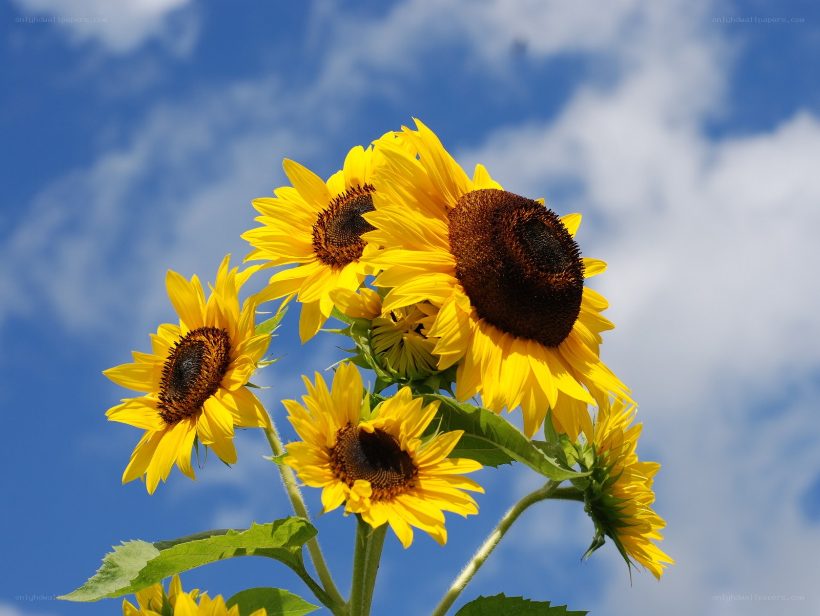 Sunflowers against blue sky