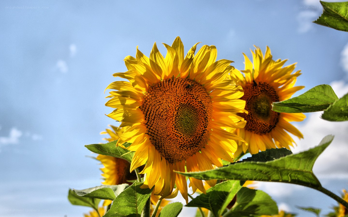 Sunflowers against blue sky