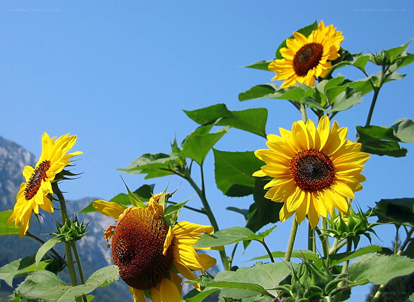 Sunflowers against blue sky
