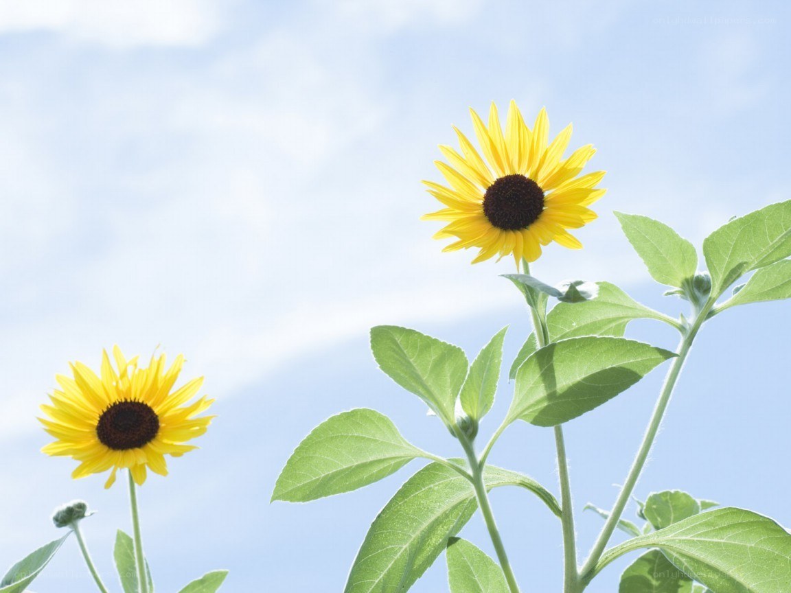 Sunflowers against blue sky