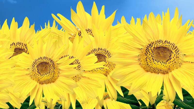 Sunflowers against blue sky