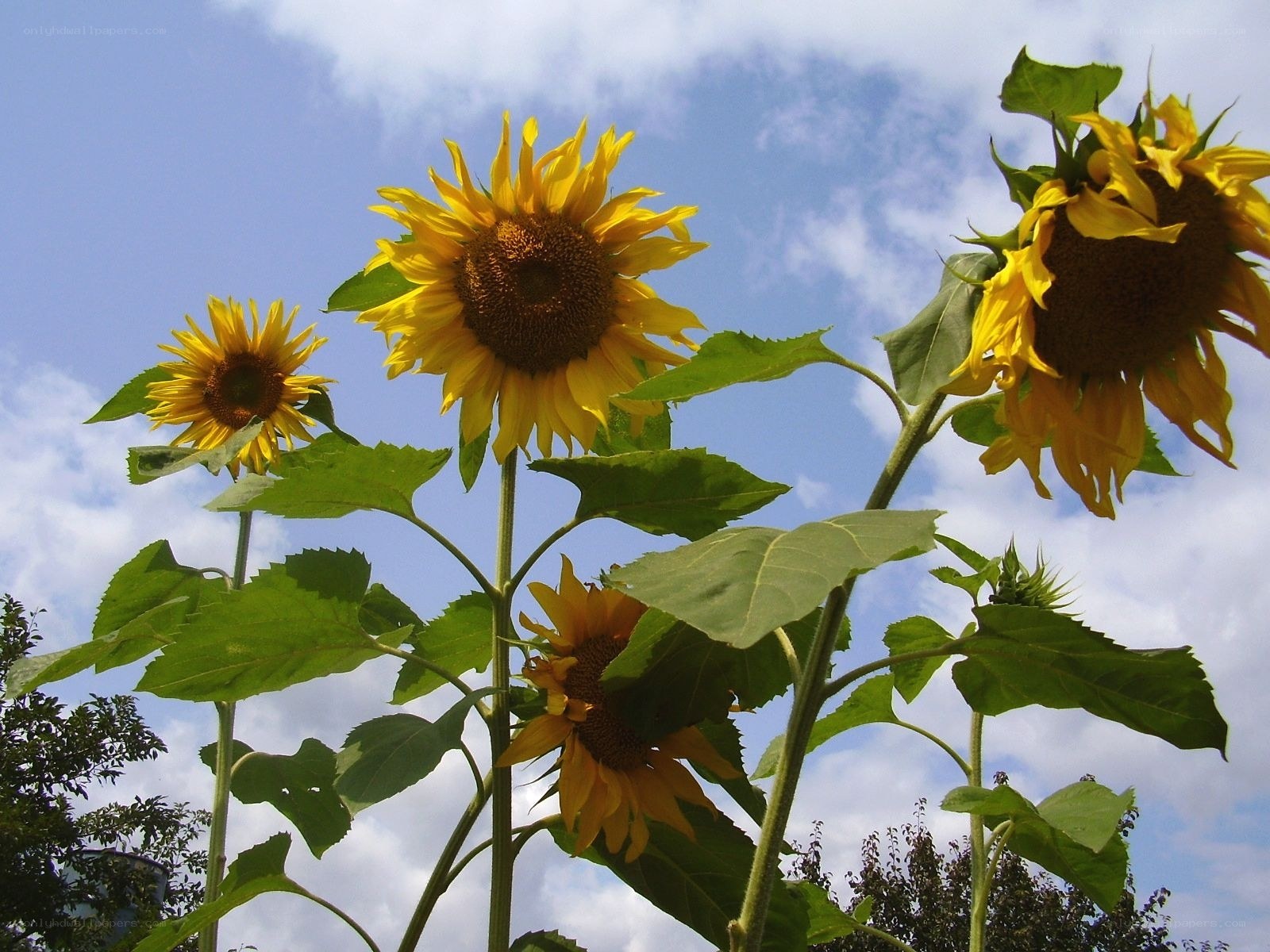 Sunflowers against blue sky