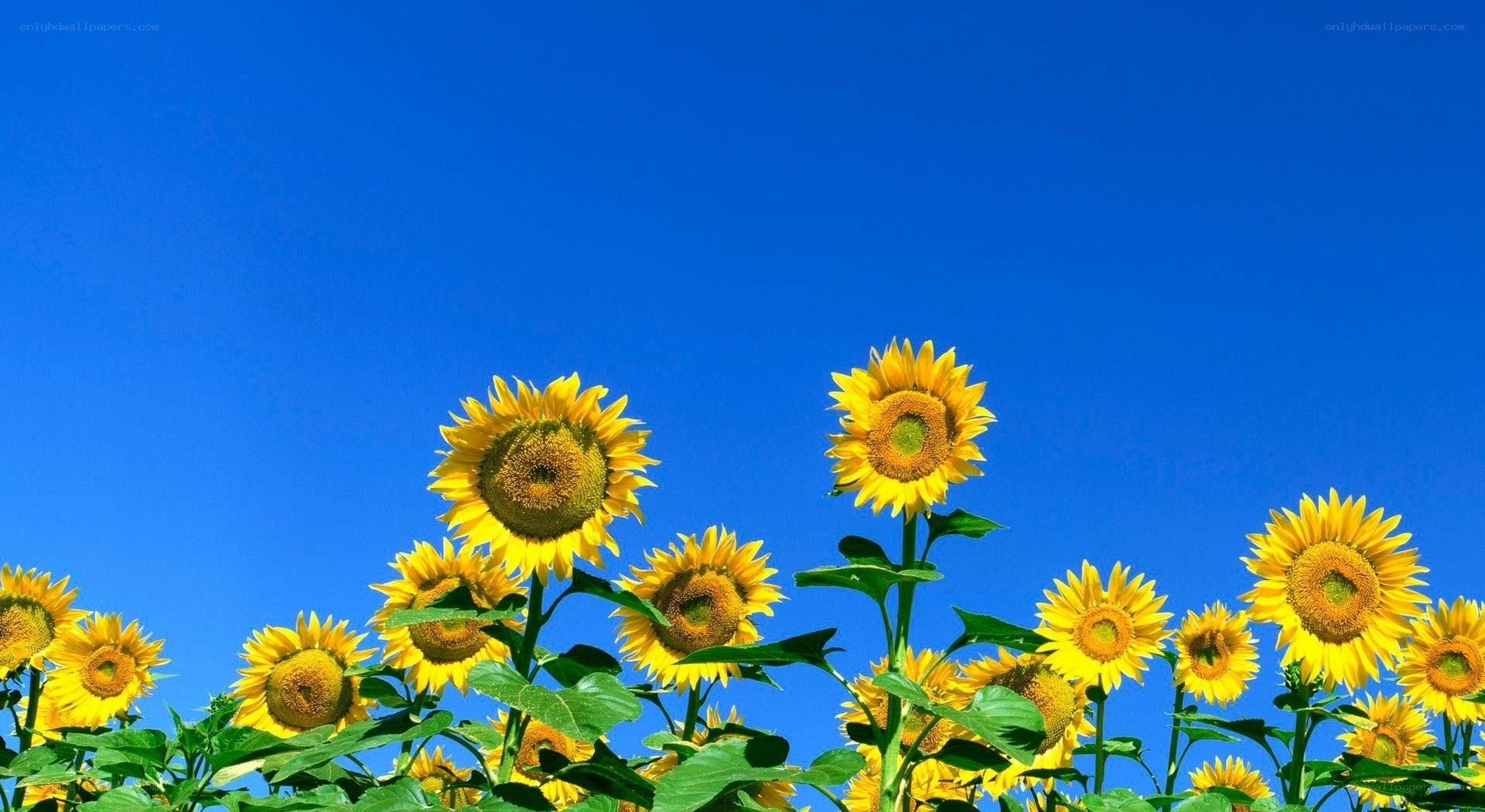Sunflowers against blue sky