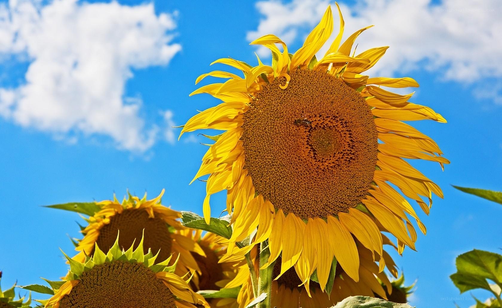 Sunflowers against blue sky