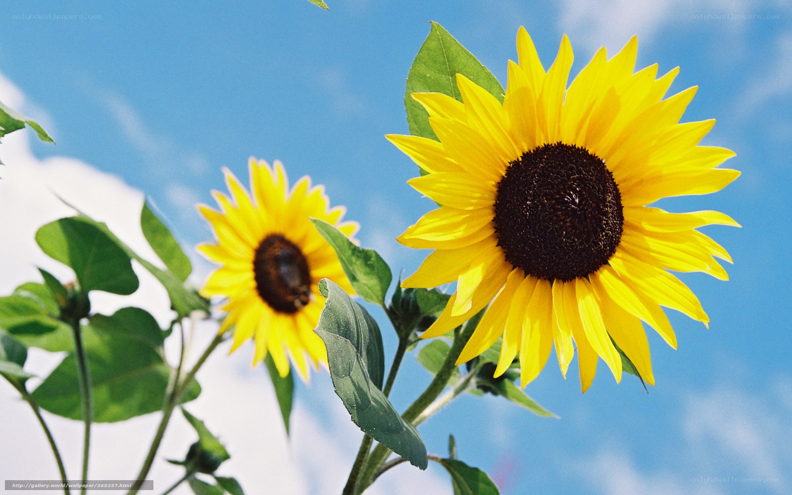 Sunflowers against blue sky